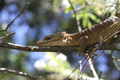 Abronia lythrochila