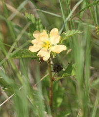 Malvastrum coromandelianum
