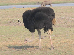 Struthio camelus australis