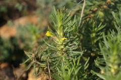 Ajuga chamaepitys