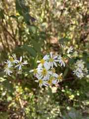 Doellingeria umbellata
