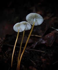 Strobilurus conigenoides
