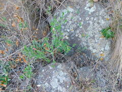 Dicliptera scutellata