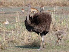 Struthio camelus australis