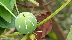 Diplocyclos palmatus