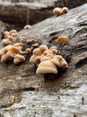 Phyllotopsis nidulans