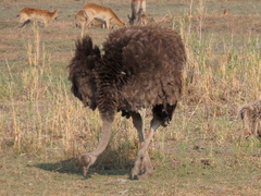 Struthio camelus australis