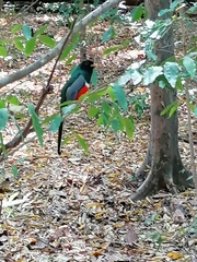 Trogon elegans