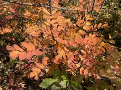 Sorbus sitchensis