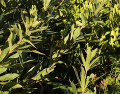 Brabejum stellatifolium