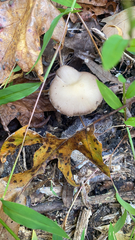 Psathyrella