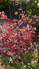 Cotinus coggygria