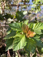 Physocarpus opulifolius