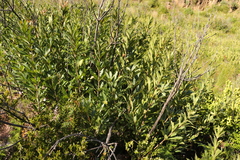 Brabejum stellatifolium