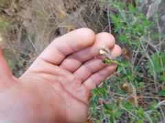 Dicliptera scutellata
