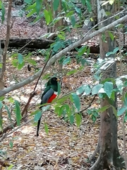 Trogon elegans