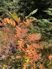 Sorbus sitchensis