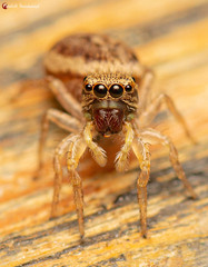 Heliophanus transvaalicus