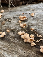 Phyllotopsis nidulans