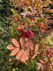 Sorbus sitchensis
