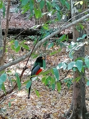 Trogon elegans