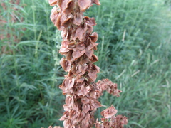 Rumex patientia
