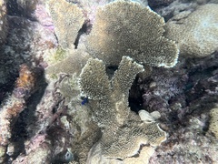 Acropora palmata