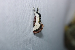Eudryas unio