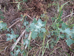 Chenopodium opulifolium