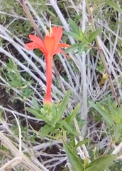 Anisacanthus thurberi