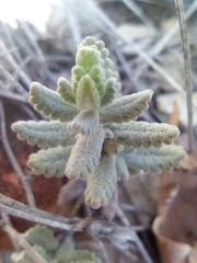 Teucrium