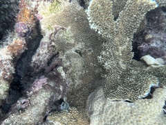 Acropora palmata