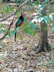Trogon elegans