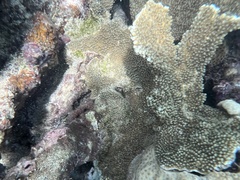 Acropora palmata