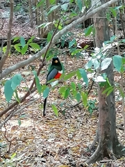 Trogon elegans
