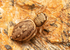 Heliophanus transvaalicus