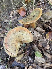 Lactarius deterrimus