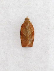 Pandemis cinnamomeana