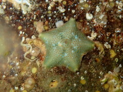 Asterina gibbosa