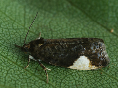 Hedya dimidiana