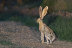 Lepus alleni