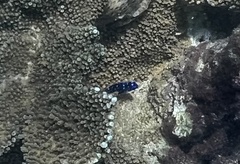 Microspathodon chrysurus