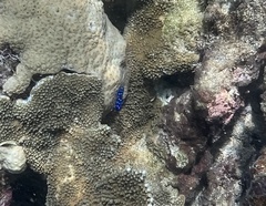 Microspathodon chrysurus