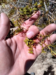 Larrea nitida
