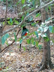 Trogon elegans