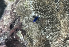 Microspathodon chrysurus