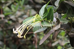 Posoqueria latifolia