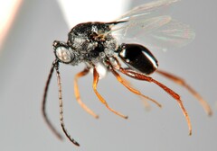 Aspicerinae