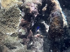 Microspathodon chrysurus