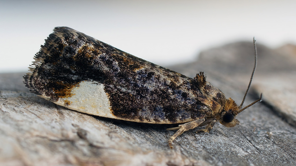 Hedya dimidiana
